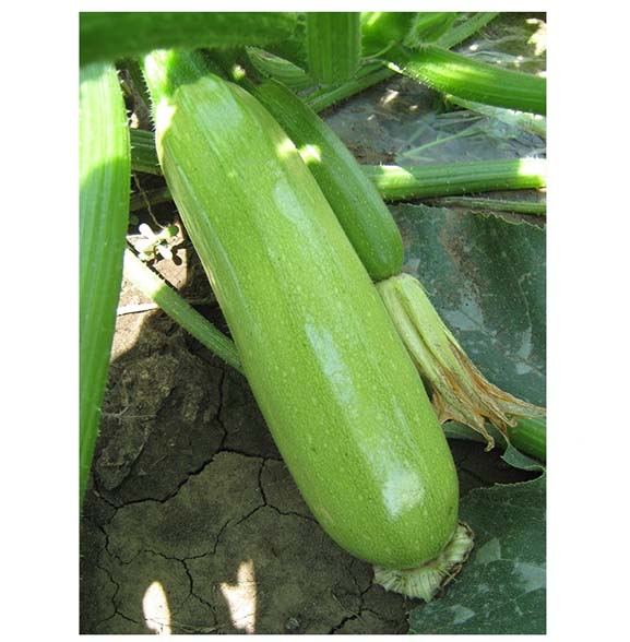 scilly Scilly F1 – Tikvica-500 semenki - Slika 1